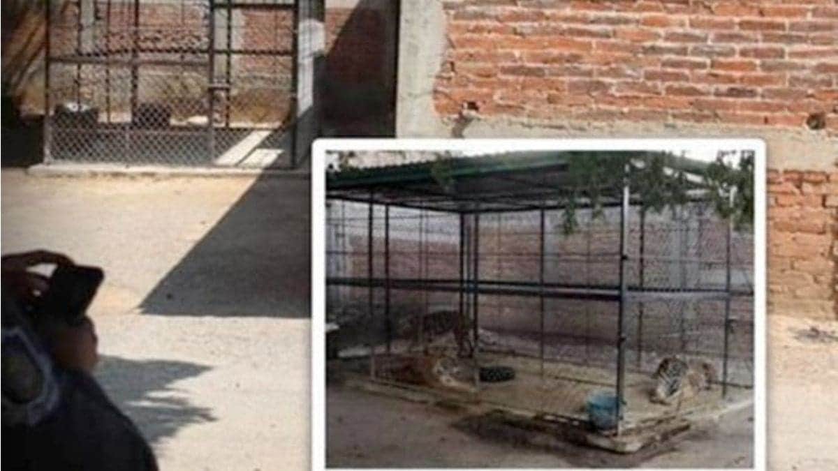 Se 'desaparecen' tigres asegurados por Ejército