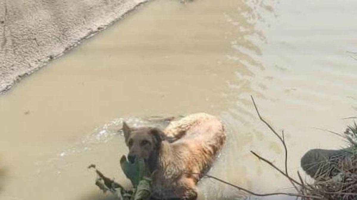Perrito saltó a canal de aguas negras en Edomex y policías lo rescataron