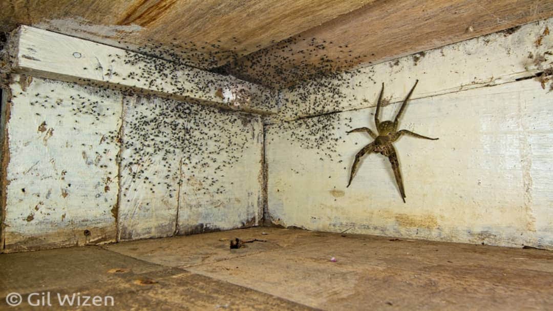 Hombre encuentra araña gigante y cientos de crías debajo de su cama