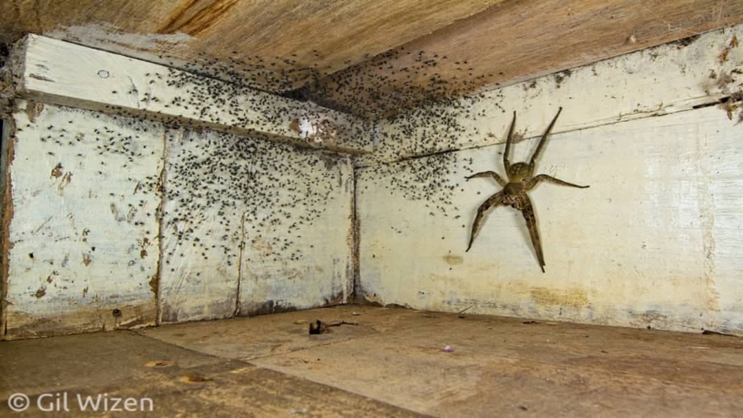 Hombre encuentra araña gigante y cientos de crías debajo de su cama