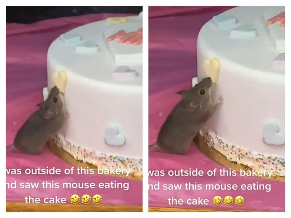 Video: ratón es captado comiendo pastel y se hace viral en redes sociales