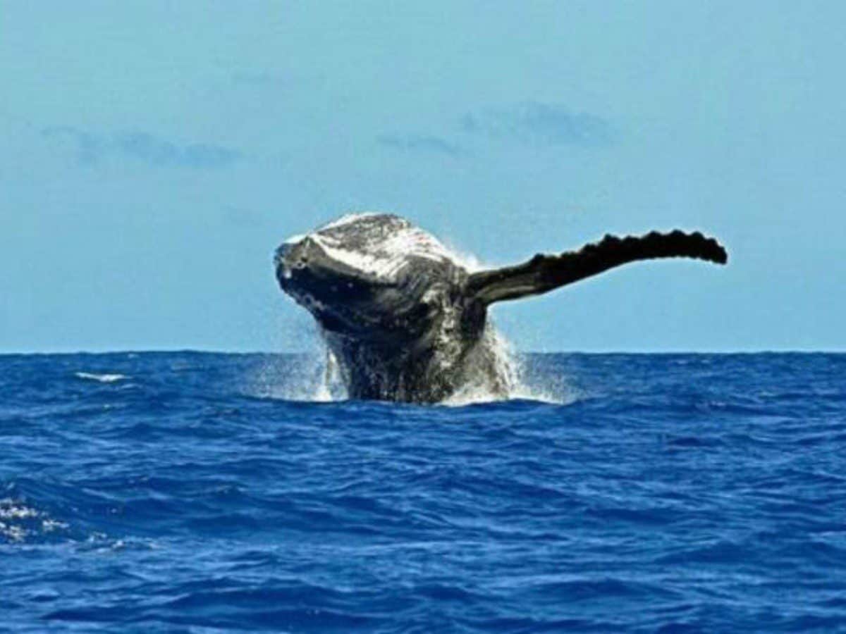 Liberan a ballena jorobada enmallada en BCS