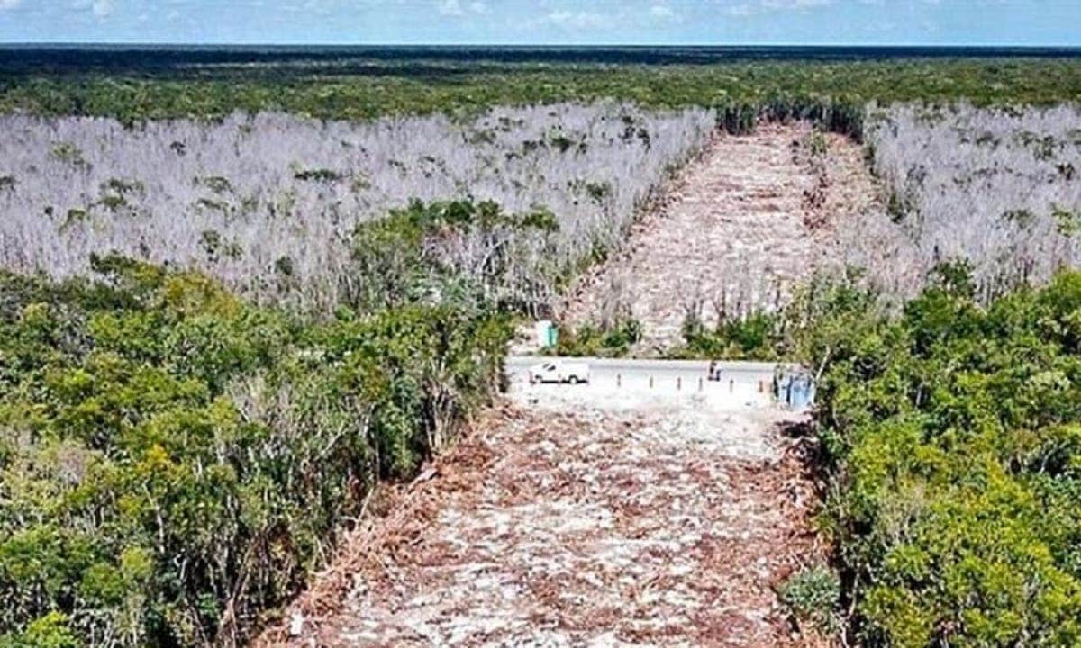 Ambientalistas exigen alto a la devastación de la selva Maya del Caribe Mexicano
