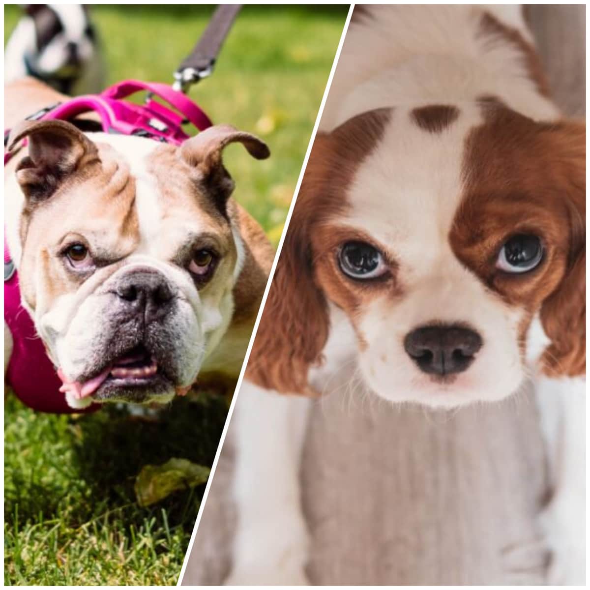 Noruega prohibe la crianza de estas razas de perros