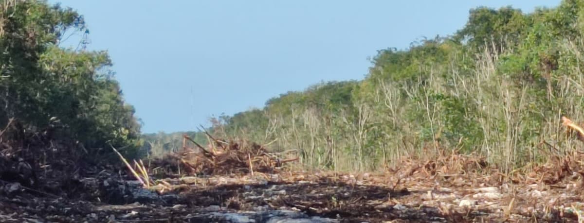 Estiman devastación de más de ocho mil árboles por nuevo trazo del Tren Maya en Playa del Carmen