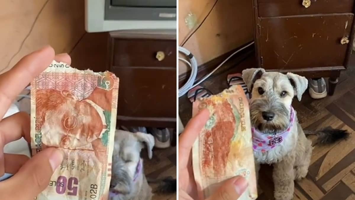 VIDEO: Joven va al baño y, cuando vuelve, su perro se comió parte de su dinero