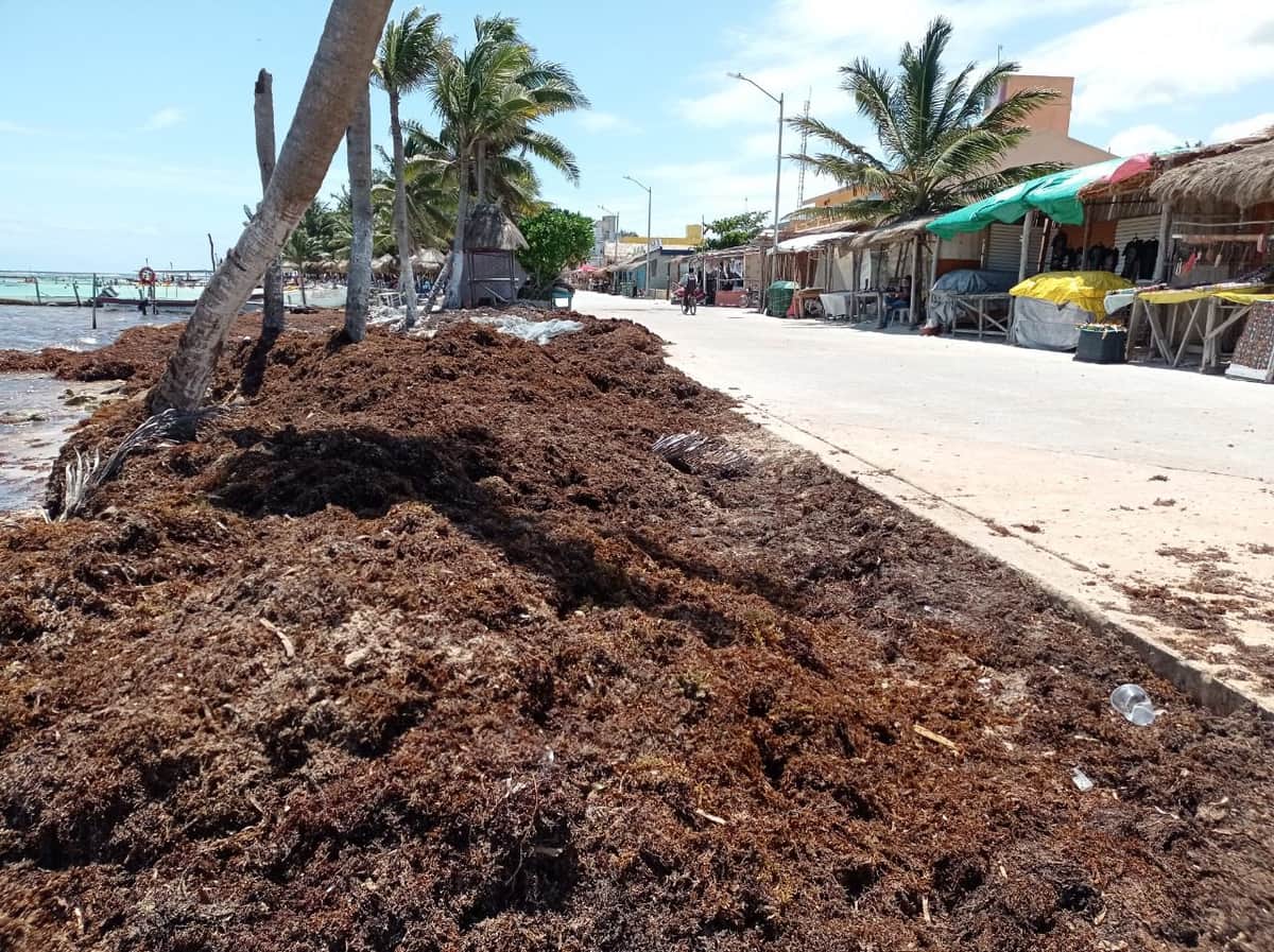 Denuncian abandono de autoridades en el combate del arribo de sargazo en Mahahual
