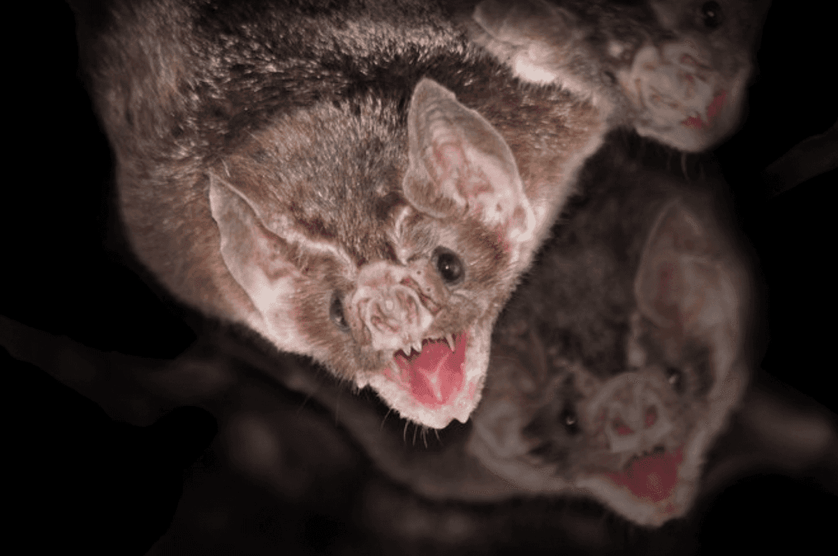 Hombre muere de rabia tras mordedura de murciélago en Jalisco