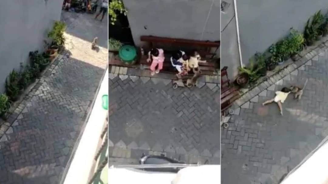 VIDEO: un mono ataca e intenta secuestrar a una menor de edad en China