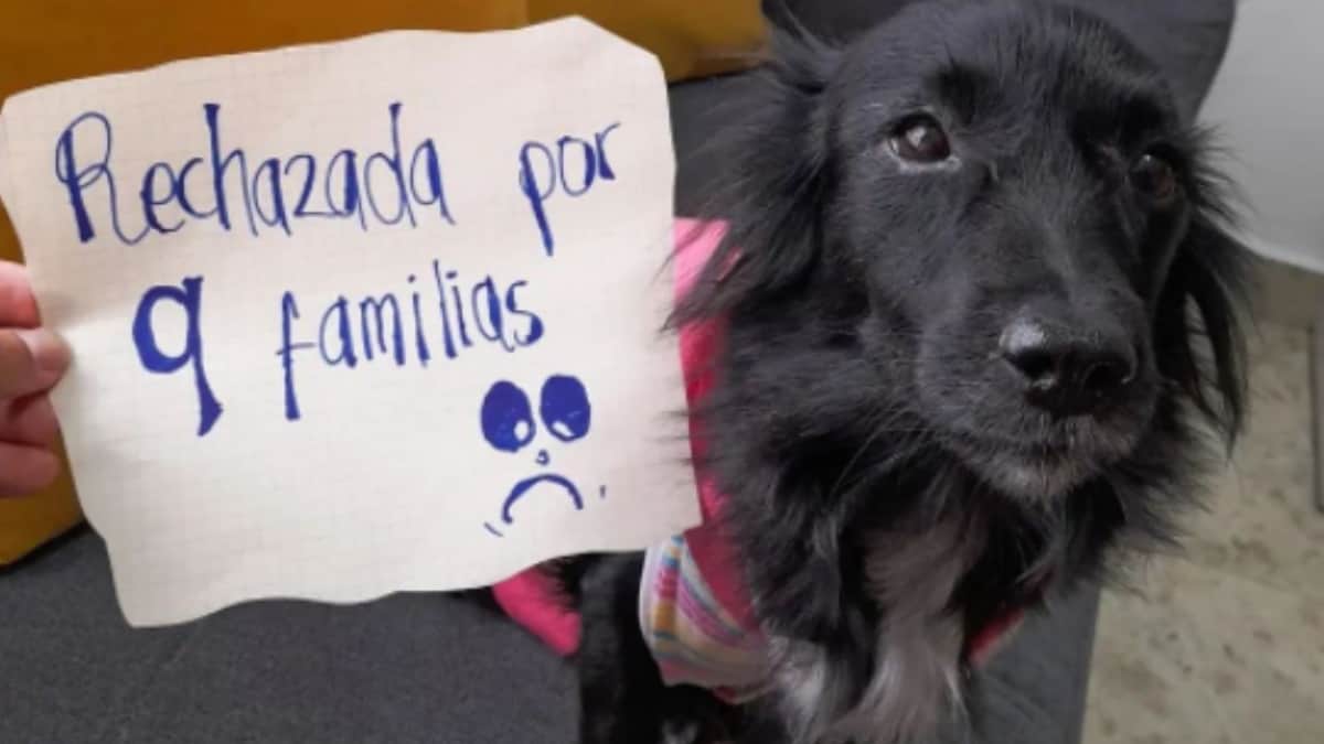 Ella es Selene, la perrita a la que 9 familias rechazaron por coja