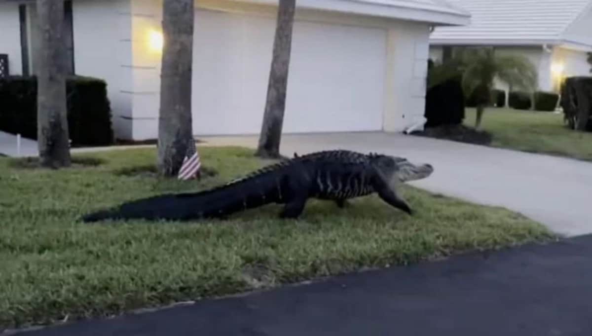 Encuentran un gran caimán en un patio de Florida y se hace viral