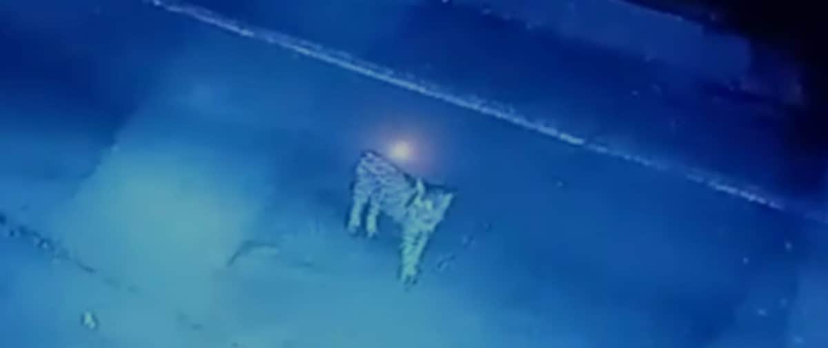 Jaguares en fraccionamientos de la Riviera Maya, ¿qué hacer en caso de toparte con uno?