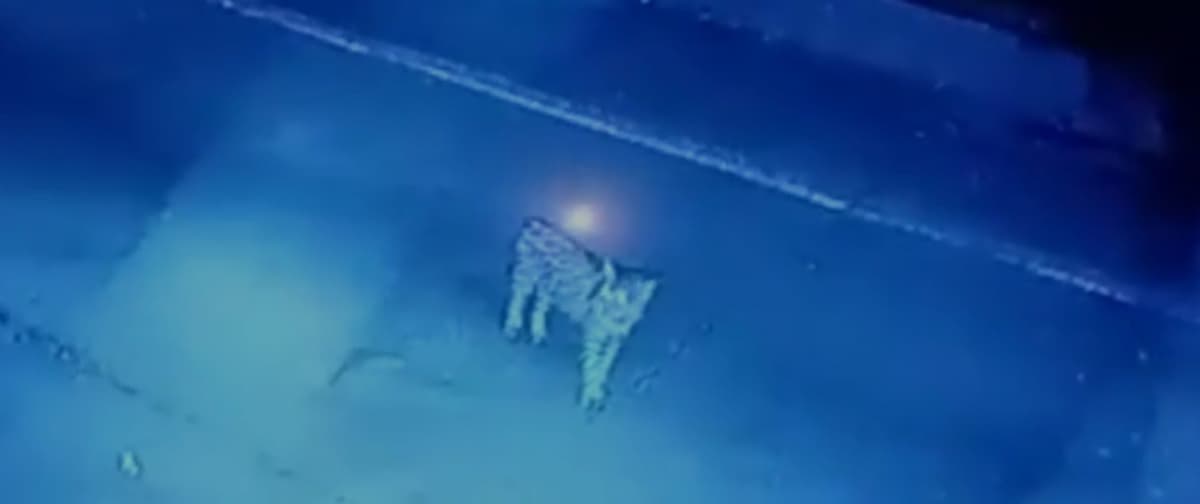Circula video de jaguar en fraccionamiento de Playa del Carmen