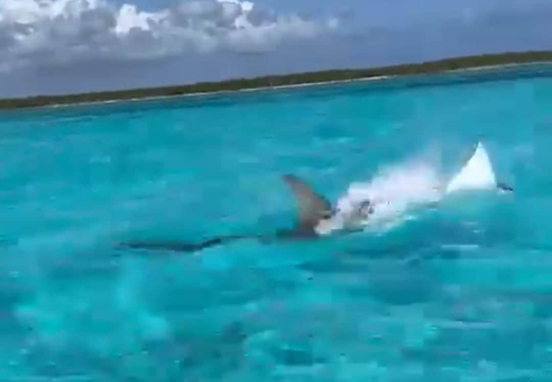 Captan intensa persecución entre un tiburón martillo y una mantarraya en 'El Cielo' de Cozumel