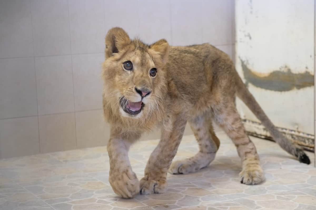 VIDEO: León se pasea por las calles de Ecatepec y sorprende a los vecinos
