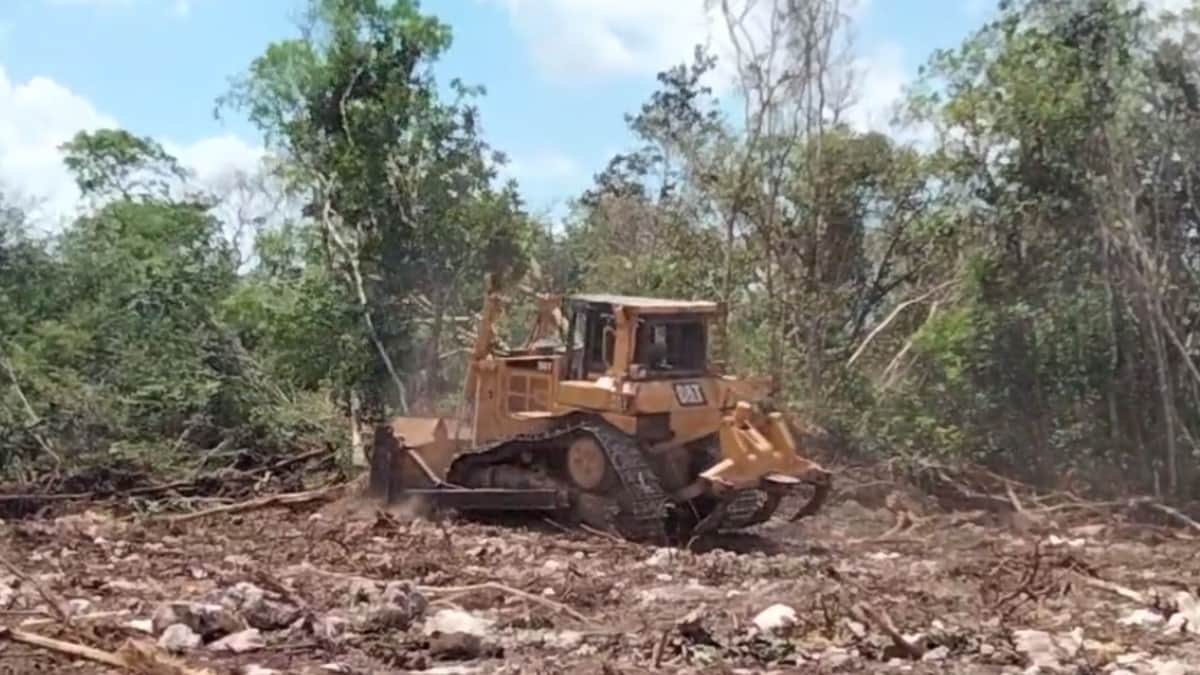 VIDEO: Avanza tala de selva al interior de la zona urbana de Playa del Carmen por Tren Maya