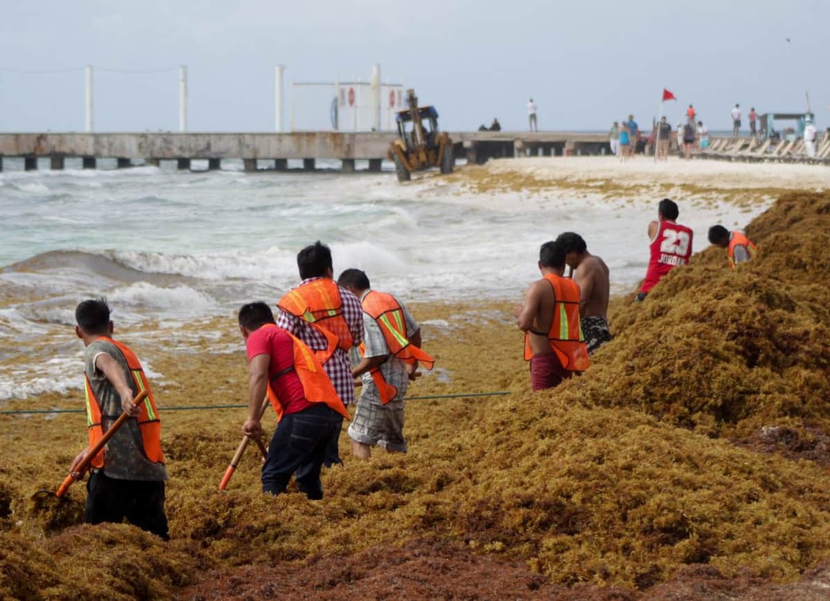 Fincan como nueva sanción administrativa la recolección de sargazo en Playa del Carmen