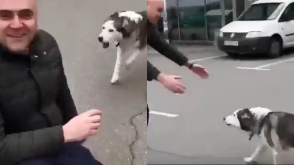 Perrita ucraniana logra reencontrarse con su dueño