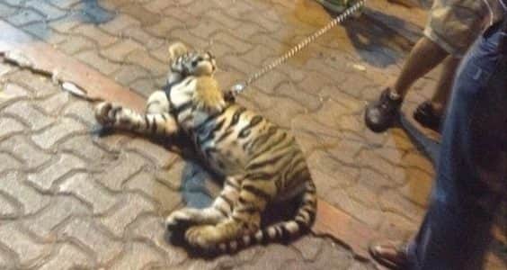 Aprueban iniciativa para prohibir explotación de animales en la vía pública, no contemplan locales como Animalandia