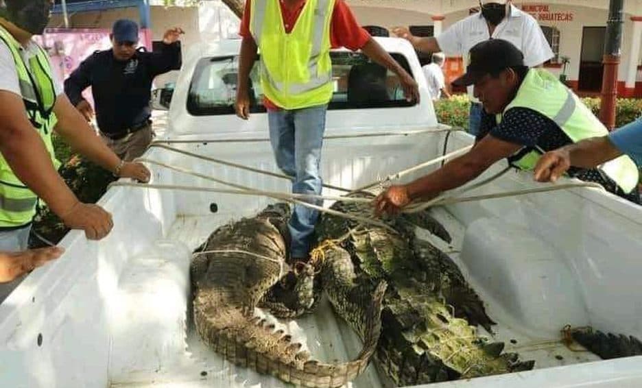 Capturan a dos cocodrilos en la zona de Istmo de Tehuantepec, Oaxaca