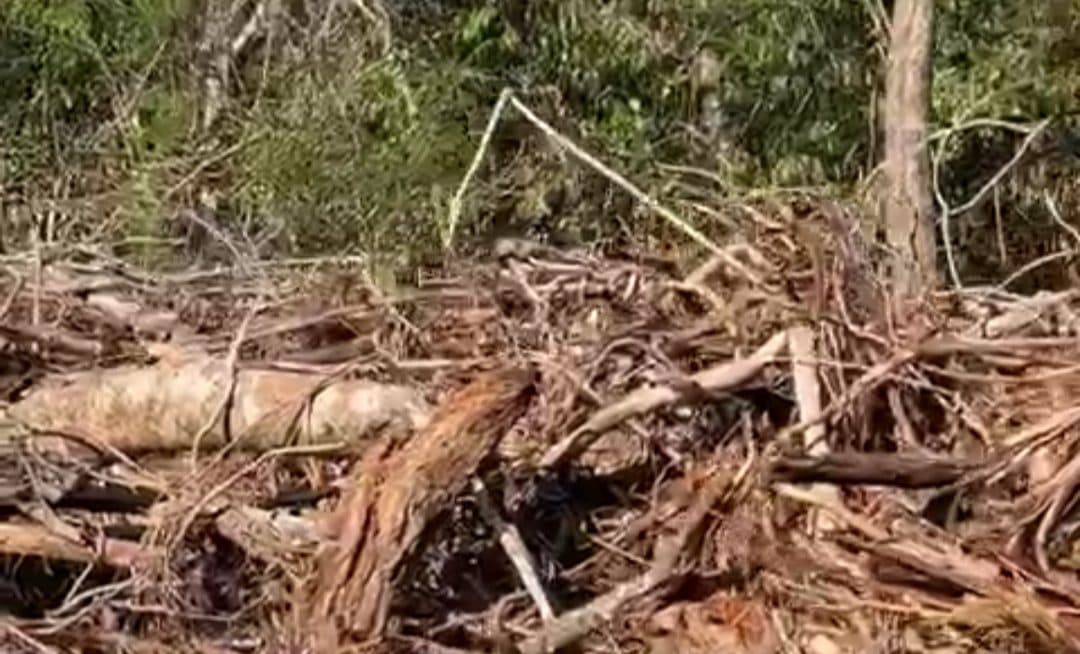 No son solo acahuales: Exhiben devastación del Tren Maya