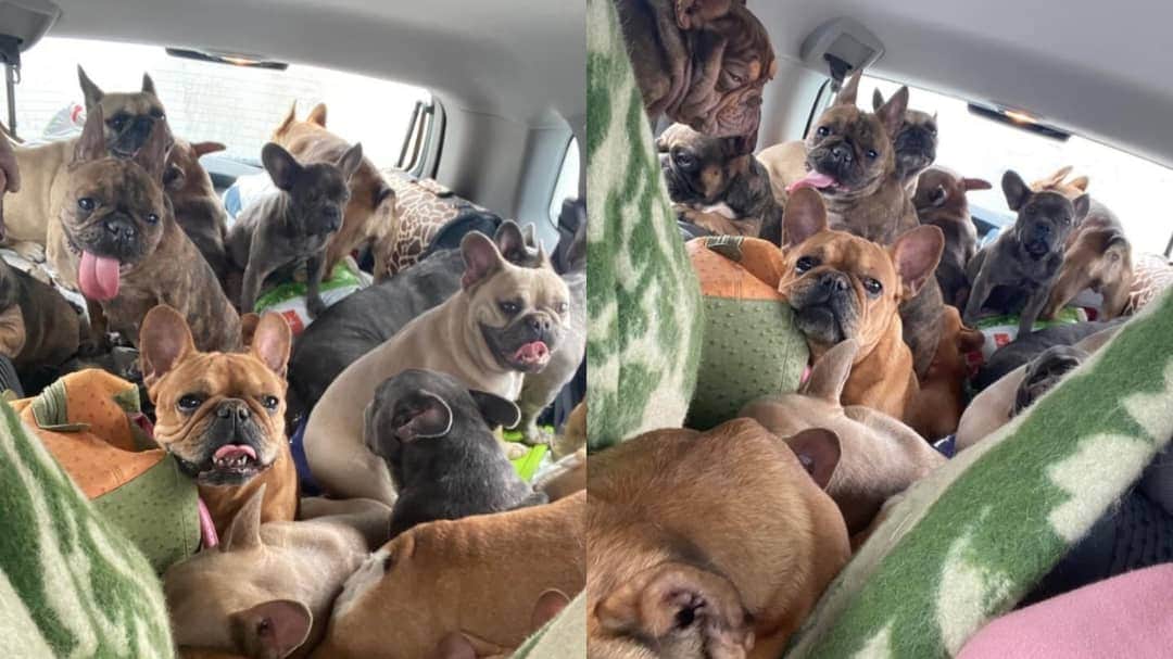 Ucraniana escapa de la invasión con 20 perritos, viajó 350 kilómetros con ellos