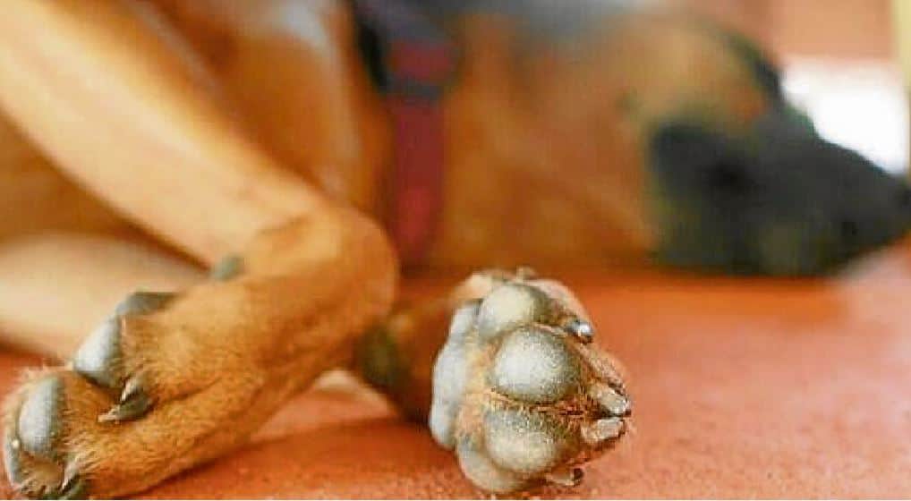 Video: conductor atropella a perrito y sigue su camino, los ciudadanos denuncian pidiendo justicia