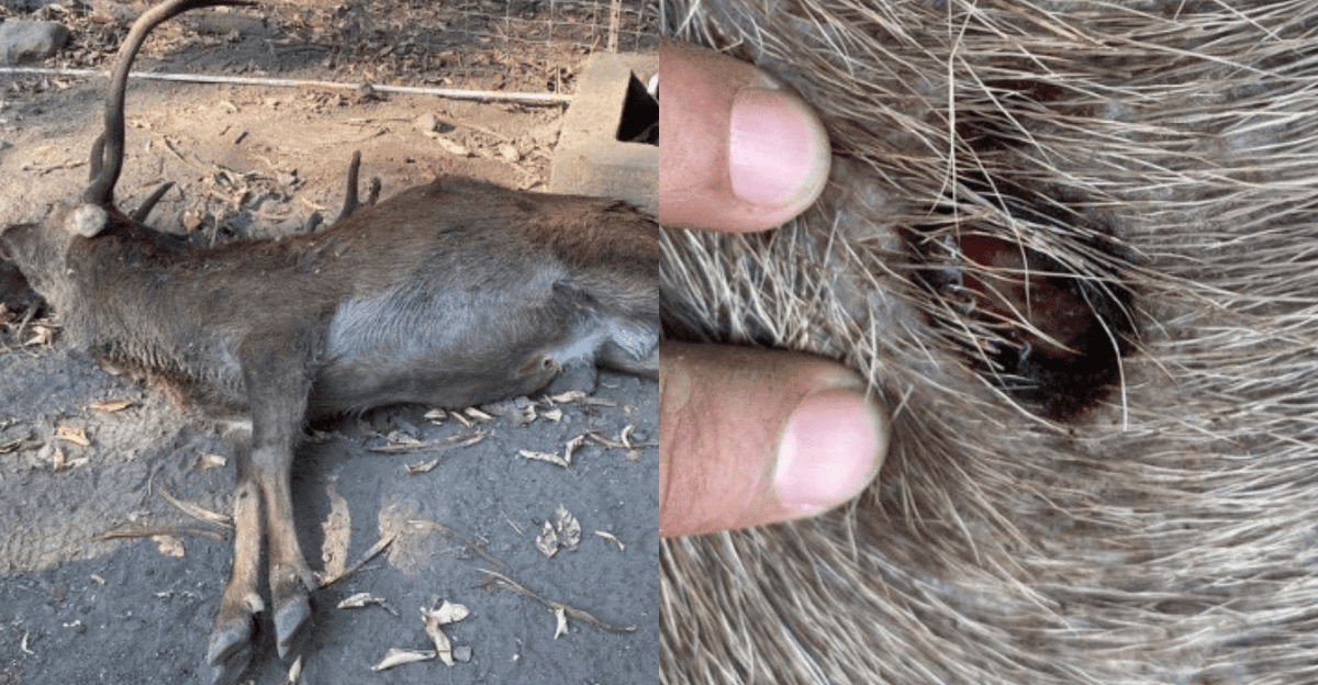 Balean a animales en zoológico de Colima; dos de ellos murieron