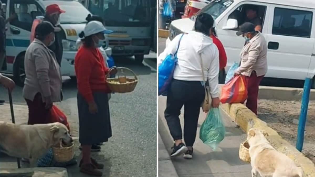 Video: Perrito ayuda a su dueña a vender comida en la calle y se vuelve viral