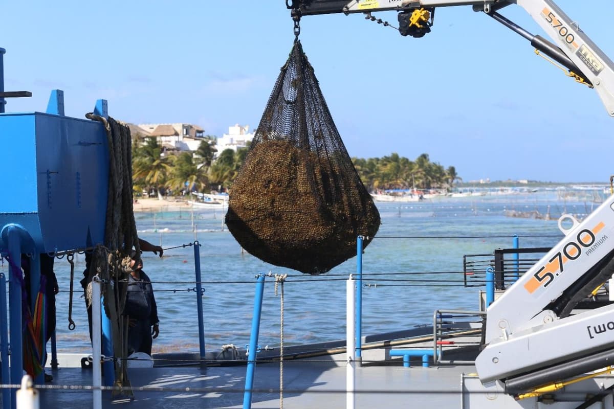 Instalan en Mahahual mil 400 metros de barrera para contener arribo de sargazo