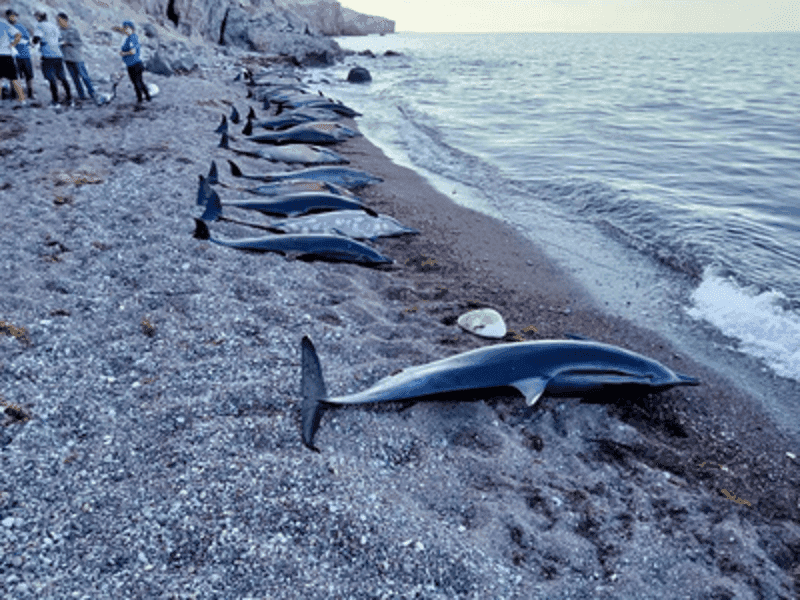Profepa atiende varamiento de 33 delfines en Baja California Sur