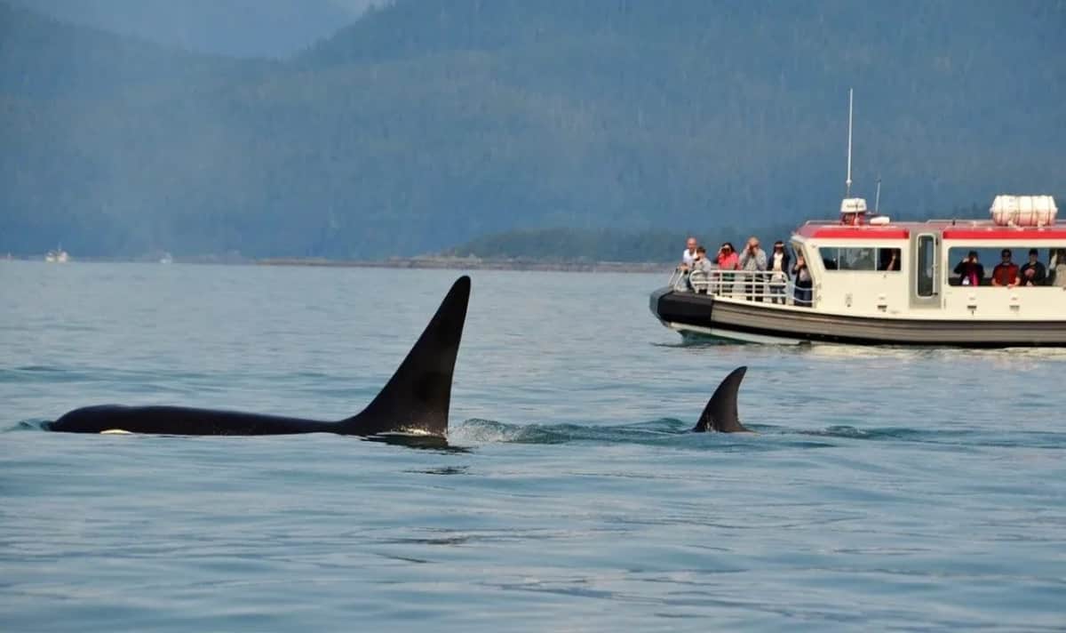 Manadas de orcas atacan barcos en el Estrecho de Gibraltar