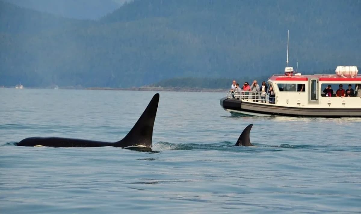Manadas de orcas atacan barcos en el Estrecho de Gibraltar