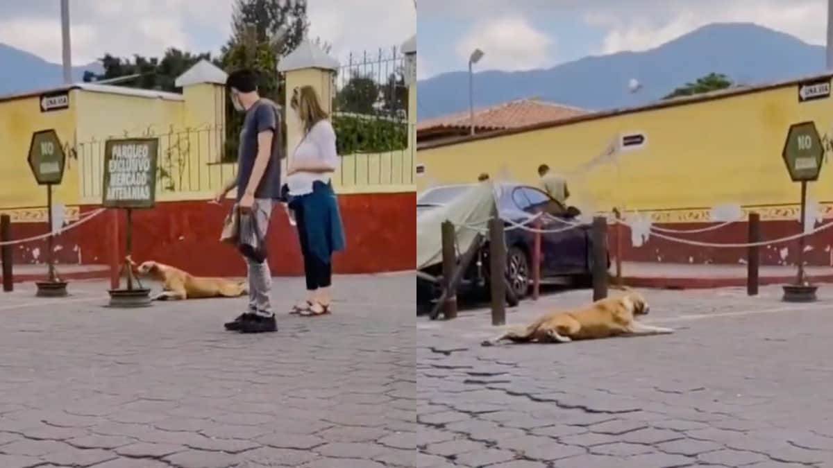 VIDEO: Perrito de la calle finge estar herido para recibir comida
