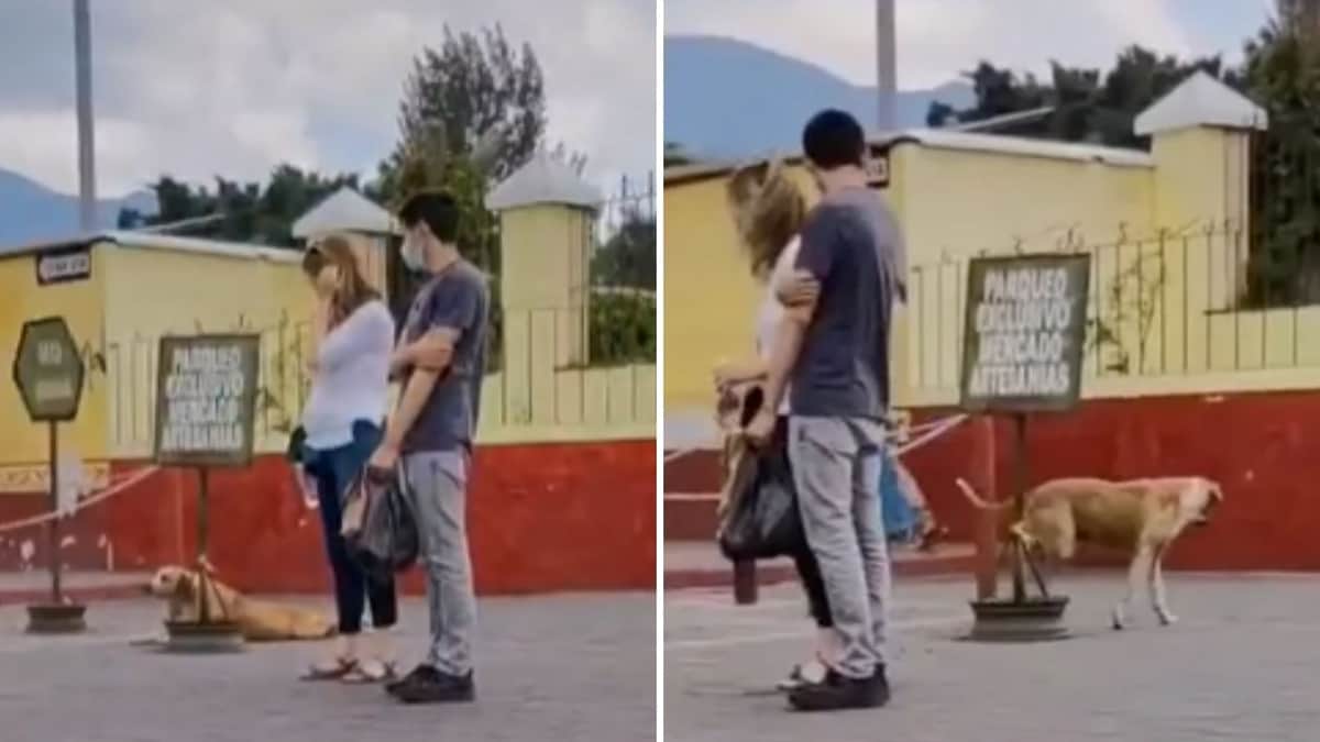 Video: Perrito de la calle finge estar herido para recibir comida