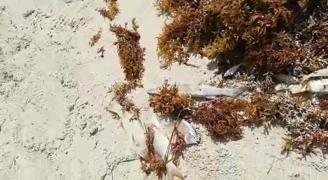 Preocupa mortandad de peces en Mahahual por el sargazo