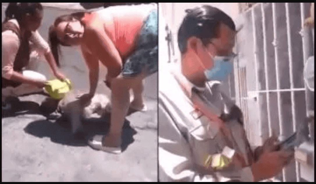 Trabajador de la CFE mata a una perrita con un destornillador en Puebla