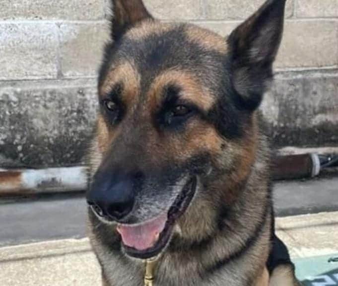 Abejas atacan y matan a perro policía en aduana de Chetumal