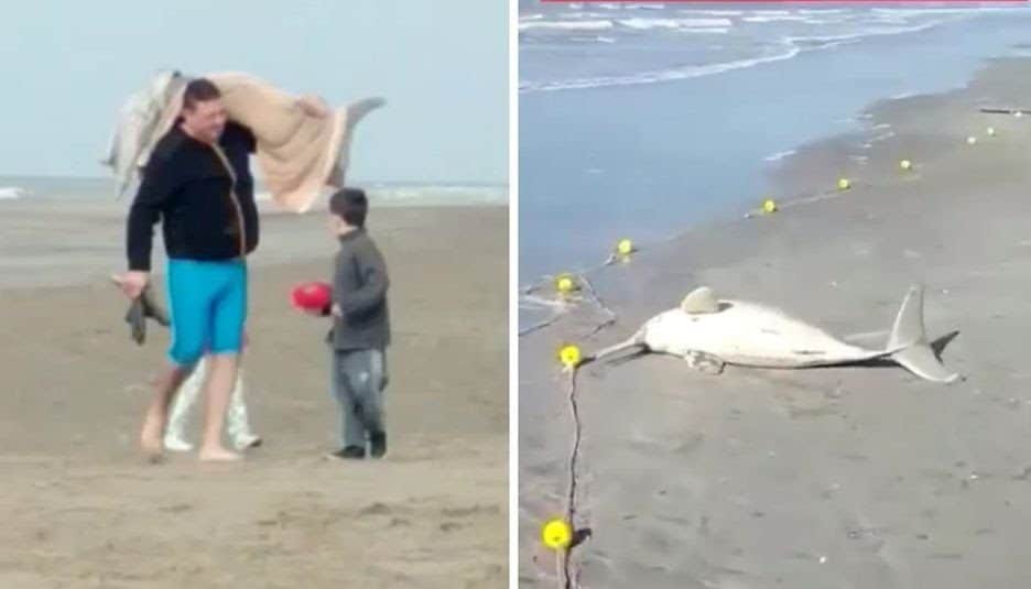 Pesca un delfín en extinción y se lo lleva envuelto en una manta