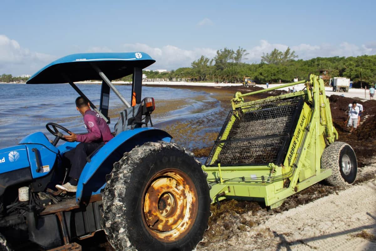 Jornada de limpieza de sargazo en Punta Esmeralda
