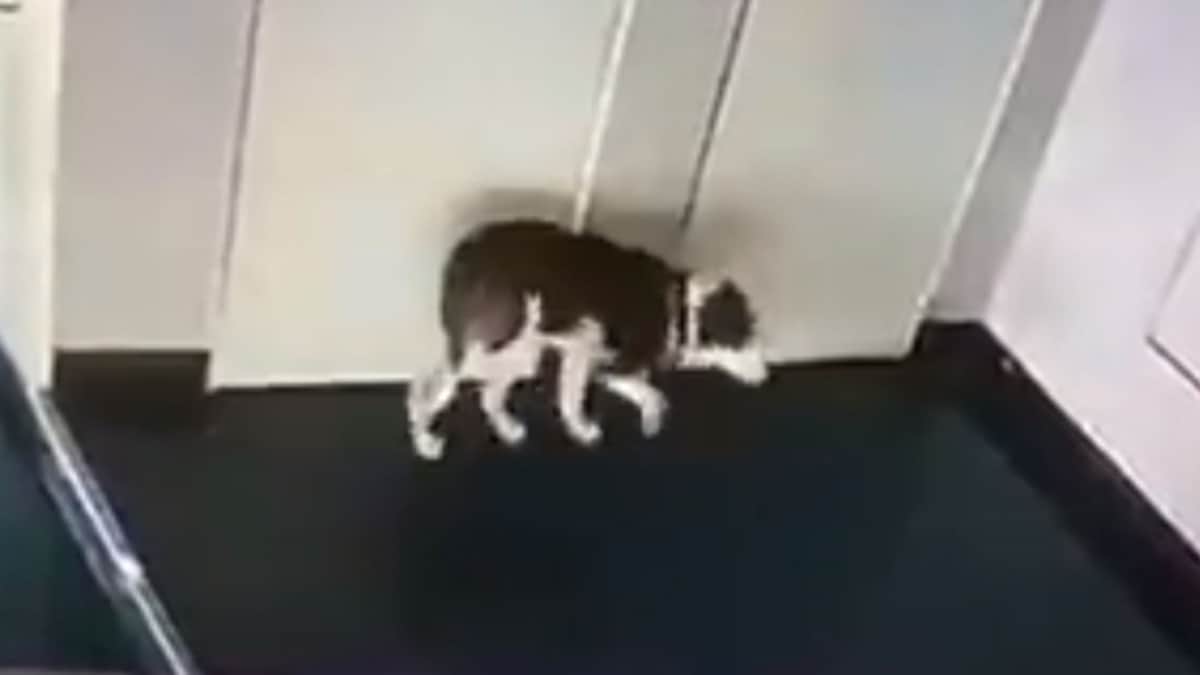 Video: Captan a sujeto golpeando salvajemente a una perrita de solo 4 meses