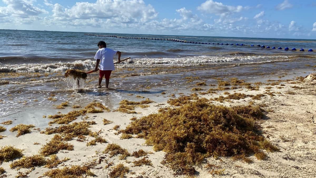 Avanzan las labores contra el sargazo en Playa del Carmen