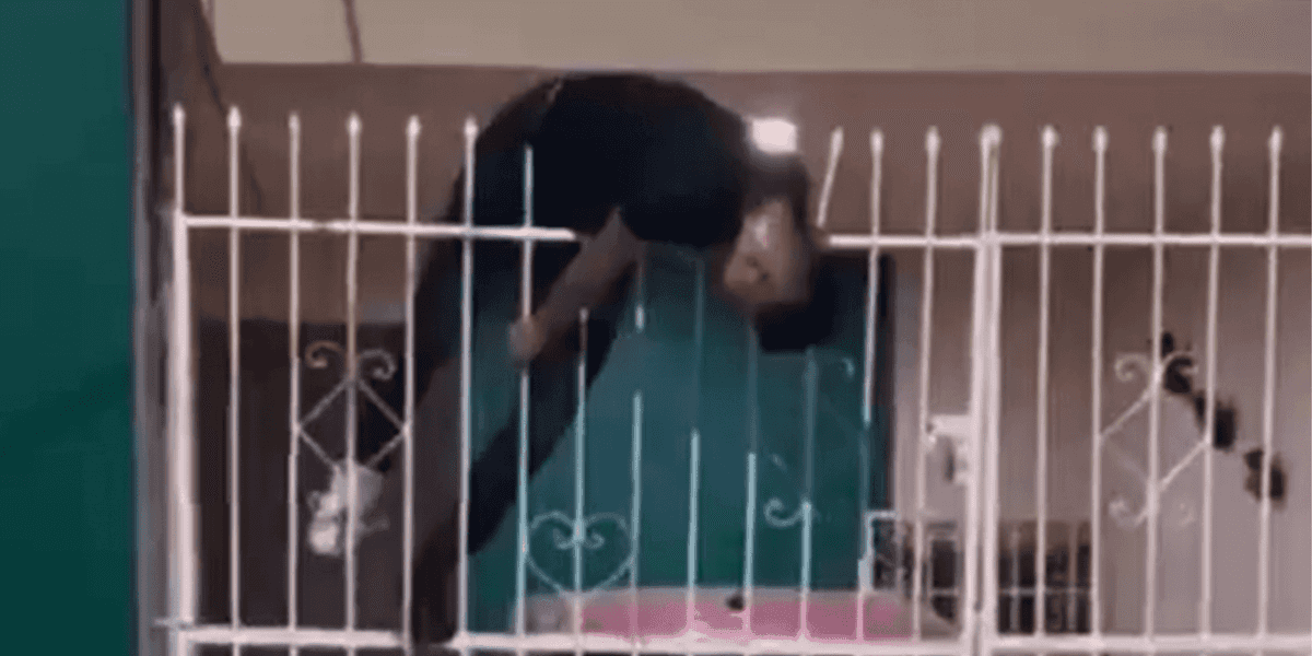 VIDEO SENSIBLE: Ladrón se ensarta en reja de casa