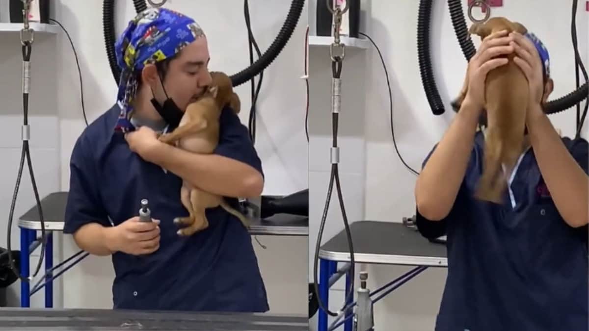 Video: Veterinario "baila" con perritos para que se relajen al cortar sus uñas