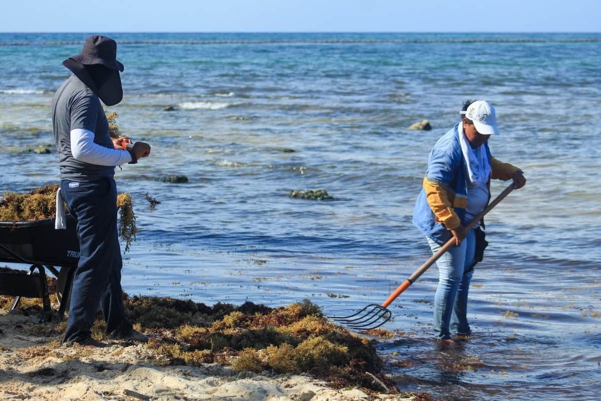 Gobierno municipal continúa con limpieza de playas en Playa del Carmen