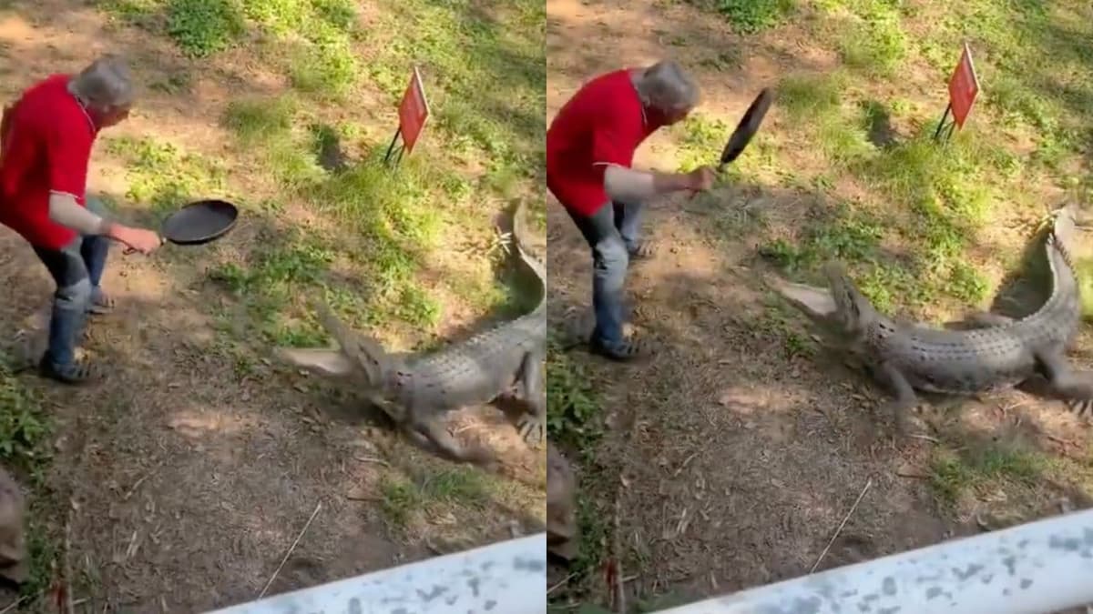 VIDEO: Hombre se enfrenta con un sartén a violento cocodrilo
