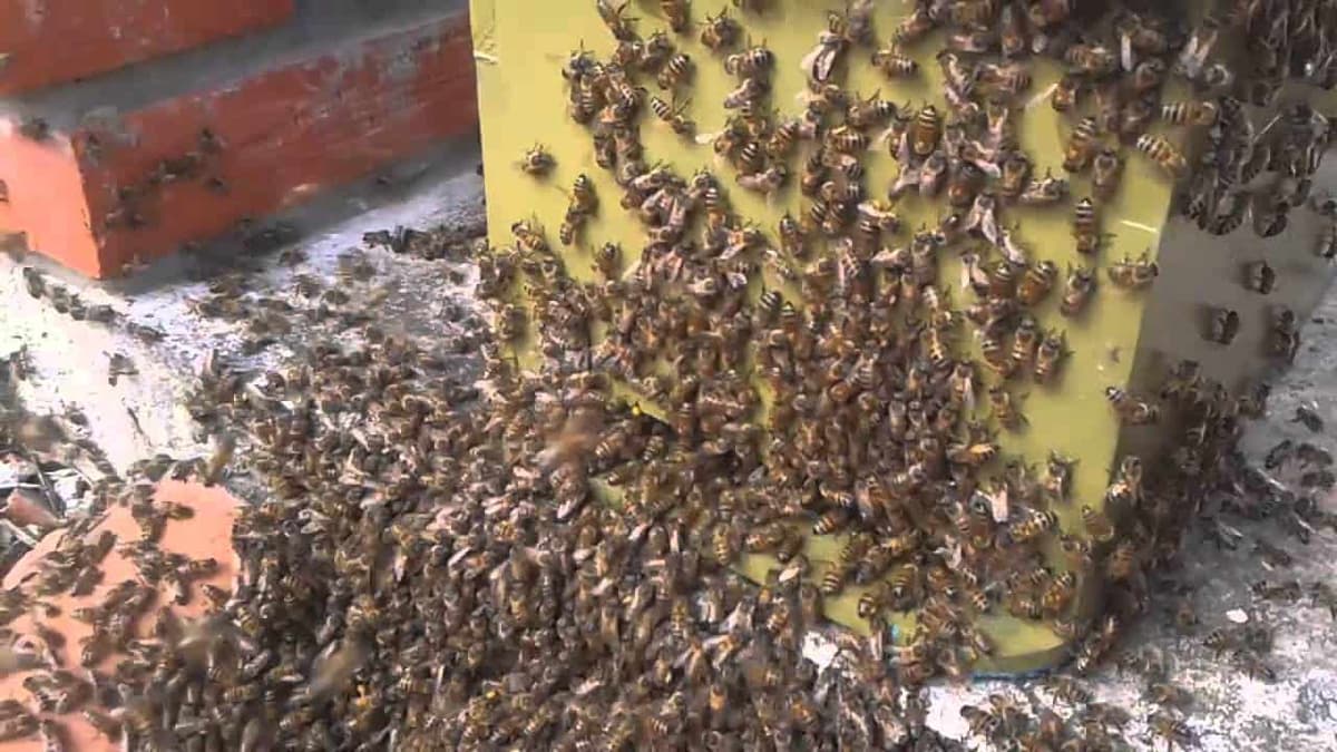 Abejas africanizadas atacan a estudiantes y comerciantes en Veracruz