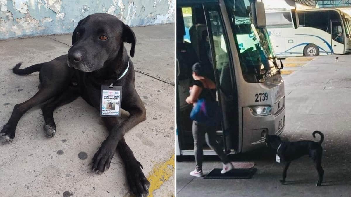 Perrito 'consigue trabajo' en central de buses en Acapulco y se vuelve viral