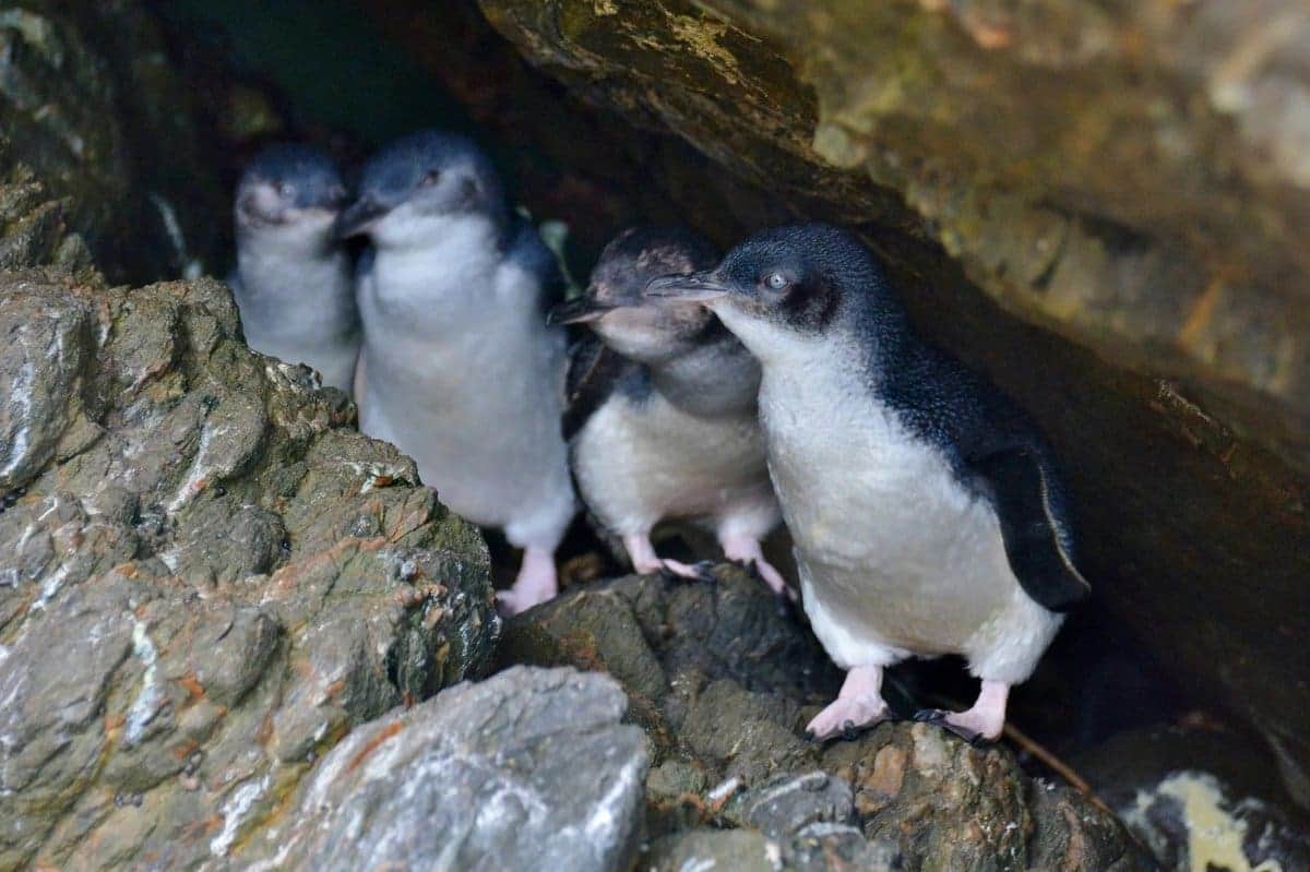 Cientos de pequeños pingüinos azules aparecen muertos en las costas de Nueva Zelanda