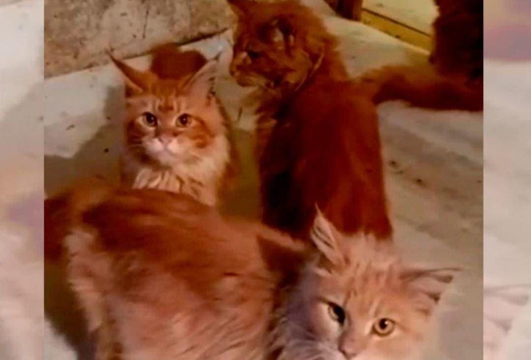 Gatos se comen parte del cuerpo de su dueña fallecida